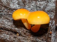 Flammulina velutipes N p-pl, Husie mosse, Malmö, Skåne, Sweden 20241225_0077