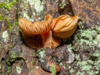 Flammulina velutipes Skogholms ängar, Malmö, Skåne, Sweden 20241226_0055