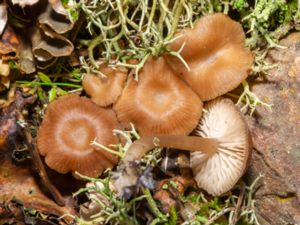 Gamundia striatula - Lined Meadowcap - Vitskivig strimnavling