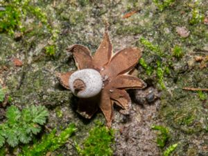 Geastrum campestre - Field Earthstar - Fältjordstjärna