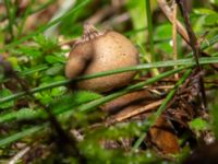 Geastrum campestre Stjärnbergssträte, Skanör, Falsterbonäset, Vellinge, Skåne, Sweden 20241222_0001