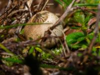 Geastrum campestre Stjärnbergssträte, Skanör, Falsterbonäset, Vellinge, Skåne, Sweden 20241222_0002