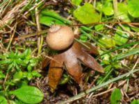 Geastrum campestre Stjärnbergssträte, Skanör, Falsterbonäset, Vellinge, Skåne, Sweden 20241222_0003