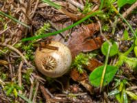 Geastrum campestre Stjärnbergssträte, Skanör, Falsterbonäset, Vellinge, Skåne, Sweden 20241222_0005