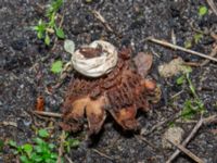 Geastrum campestre Stjärnbergssträte, Skanör, Falsterbonäset, Vellinge, Skåne, Sweden 20241222_0006