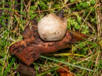 Geastrum campestre Stjärnbergssträte, Skanör, Falsterbonäset, Vellinge, Skåne, Sweden 20241222_0007