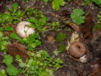 Geastrum campestre Stjärnbergssträte, Skanör, Falsterbonäset, Vellinge, Skåne, Sweden 20241222_0008