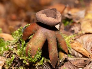 Geastrum fornicatum - Acrobatic Earthstar - Hög jordstjärna