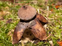 Geastrum fornicatum Falsterbo kyrka, Falsterbohalvön, Vellinge, Skåne, Sweden 20241130_0009