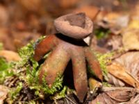 Geastrum fornicatum Falsterbo kyrka, Falsterbohalvön, Vellinge, Skåne, Sweden 20241130_0012