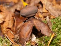 Geastrum fornicatum Falsterbo kyrka, Falsterbohalvön, Vellinge, Skåne, Sweden 20241130_0015