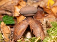 Geastrum fornicatum Falsterbo kyrka, Falsterbohalvön, Vellinge, Skåne, Sweden 20241130_0016