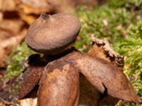 Geastrum fornicatum Falsterbo kyrka, Falsterbohalvön, Vellinge, Skåne, Sweden 20241130_0017