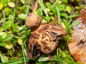 Geastrum schmidelii - Dwarf Earthstar - Dvärgjordstjärna