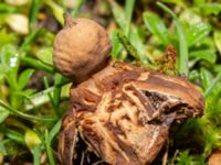 Geastrum schmidelii Falsterbo kyrka, Falsterbonäste, Vellinge, Skåne, Sweden 20241221_0002