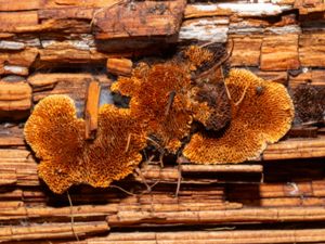 Gloeophyllum sepiarium - Conifer Mazegill - Vedmussling