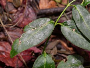 Golovinomyces vincae