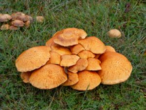 Gymnopilus spectabilis - Spectacular Rustgill - Ringbitterskivling