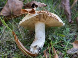 Hebeloma crustuliniforme - Poison Pie - Tårfränskivling