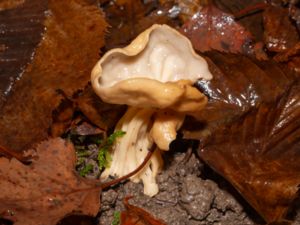 Helvella crispa - Fluted White Elfin Saddle - Vit hattmurkla