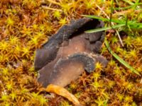 Helvella solitaria Bulltoftaparken, Malmö, Skåne, Sweden 20240507_0079