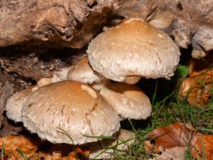 Hemipholiota populnea - Destructive Pholiota - Poppeltofsskivling