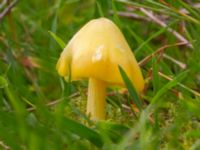 Hygrocybe acutoconica Flygfältsparken, Malmö, Skåne, Sweden 20240726_0021