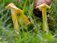 Hygrocybe acutoconica Flygfältsparken, Malmö, Skåne, Sweden 20240726_0024