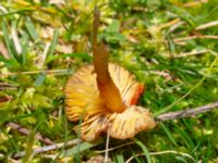 Hygrocybe conica Lernacken, Malmö, Skåne, Sweden 20241109_0039