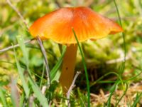 Hygrocybe conica Lernacken, Malmö, Skåne, Sweden 20241109_0042