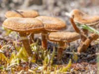 Inocybe dulcamara Sandheden, Klagshamns udde, Malmö, Skåne, Sweden 20240512_0193