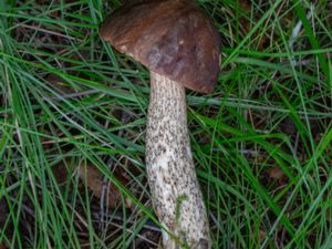 Leccinum scabrum - Rough-stemmed Bolete - Björksopp