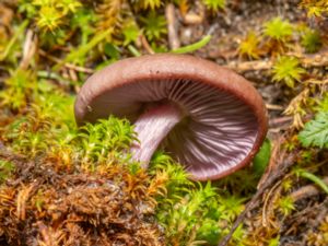 Lepista sordida - Wood Blewit - Violmusseron