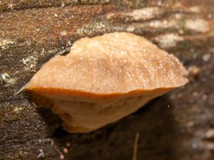 Leptoporus mollis - Pink Sherbet Polypore - Kötticka