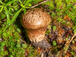 Lycoperdon lividum - Grassland Puffball - Kornig röksvamp