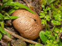 Lycoperdon lividum Terminalgatan, Malmö, Skåne, Sweden 20241212_0032