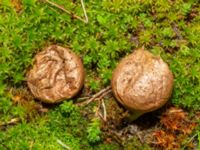 Lycoperdon lividum Terminalgatan, Malmö, Skåne, Sweden 20241214_0011