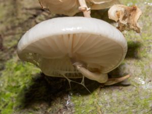 Mucidula mucida - Porcelain Fungus - Porslinsskivling