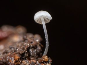 Mycena adscendens - Frosty Bonnet - Puderhätta