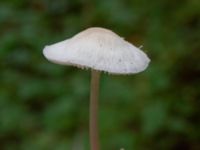 Mycena galericulata Bulltoftaparken, Malmö, Skåne, Sweden 20241006_0019