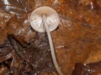 Mycena galericulata Bulltoftaparken, Malmö, Skåne, Sweden 20241231_0006