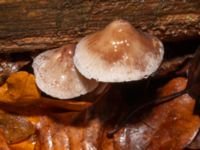 Mycena galericulata Bulltoftaparken, Malmö, Skåne, Sweden 20241231_0031