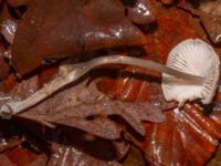 Mycena galericulata Bulltoftaparken, Malmö, Skåne, Sweden 20241231_0032