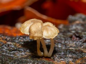 Mycena meliigena - Barkhätta