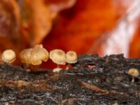 Mycena meliigena Tallriken, Pildammsparken, Malmö, Skåne, Sweden 20241215_0018