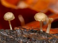 Mycena meliigena Tallriken, Pildammsparken, Malmö, Skåne, Sweden 20241215_0019