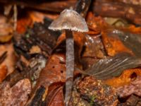 Mycena polygramma Bulltoftaparken, Malmö, Skåne, Sweden 20241231_0013