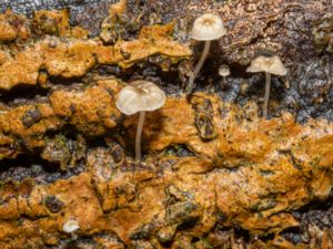 Mycena speirea - Bark Bonnet - Kvisthätta