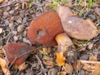 Neoboletus luridiformis Beijers park, Malmö, Skåne, Sweden 20241117_0202