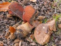 Neoboletus luridiformis Beijers park, Malmö, Skåne, Sweden 20241117_0206